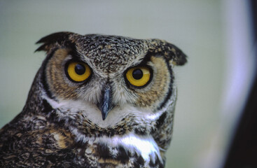 Great horned owls are large and thick bodied with two prominent feathered tufts on their head. They are mottled gray-brown with a reddish brown facial disk and large yellow eyes.