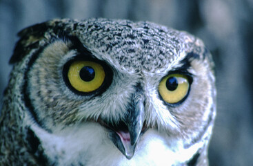 Great horned owls are large and thick bodied with two prominent feathered tufts on their head. They are mottled gray-brown with a reddish brown facial disk and large yellow eyes.