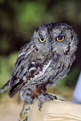 Great horned owls are large and thick bodied with two prominent feathered tufts on their head. They are mottled gray-brown with a reddish brown facial disk and large yellow eyes.
