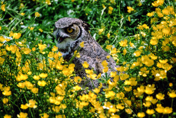 Great horned owls are large and thick bodied with two prominent feathered tufts on their head. They...