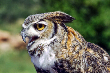 Great horned owls are large and thick bodied with two prominent feathered tufts on their head. They are mottled gray-brown with a reddish brown facial disk and large yellow eyes.