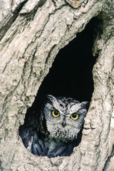 Great horned owls are large and thick bodied with two prominent feathered tufts on their head. They...