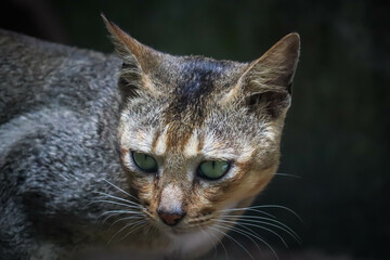 close up of a cat 