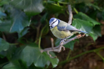 A close up portrait of a blue tit as it perches on the branch of a bush. the green leaves form the natural background