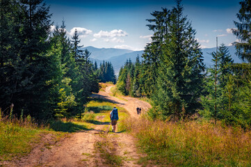 Three tourists trekking on dirty country road in the middle of the firr tree forestforest....