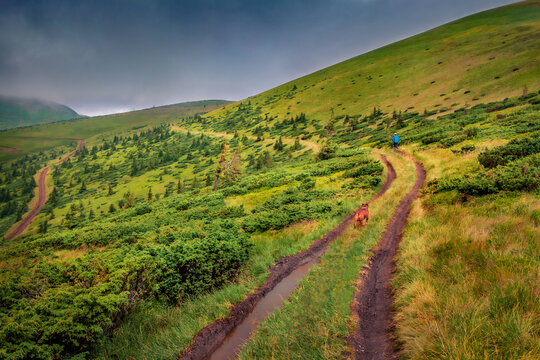 Tourist and his dog running on dirt country road in Carpathian mountains. Dramatic summer view of Svydovets mountain range. Active tourism concept background..