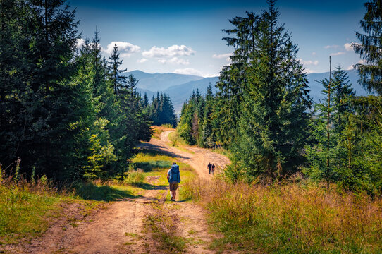Three tourists trekking on dirty country road in the middle of the firr tree forestforest. Wonderful summer view of Carpathian Mountains, Ukraine, Europe. Active tourism concept background.