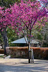 寒緋桜（カンヒザクラ）、戸定ヶ丘歴史公園