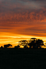 Eucalyptus trees in silhouette against a sunset sky in Australia.