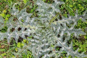 Cirsium vulgare. common thistle. Detail of the rosette of a thorny plant.