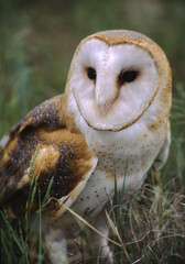 Barn Owls are pale overall with dark eyes. They have a mix of buff and gray on the head, back, and upperwings, and are white on the face, body, and underwings.