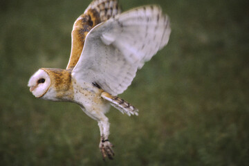 Barn Owls are pale overall with dark eyes. They have a mix of buff and gray on the head, back, and upperwings, and are white on the face, body, and underwings.