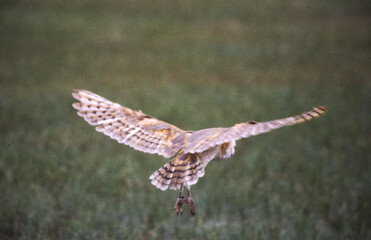 Barn Owls are pale overall with dark eyes. They have a mix of buff and gray on the head, back, and upperwings, and are white on the face, body, and underwings.