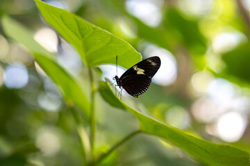 butterfly on a green leaf