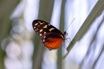 butterfly on a leaf