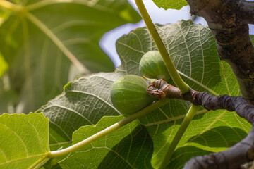 Figs on tree in garden. Selective focus