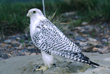 The Gyrfalcon is a regal white bird with black spotting, the birds occur in shades of white, gray,...