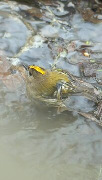 Shot of a goldcrest standing near the water and cleaning itself by splashing water on itself