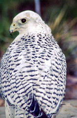 The Gyrfalcon is a regal white bird with black spotting, the birds occur in shades of white, gray, and dark brown. In North America, gray birds are more numerous than the other two morphs.