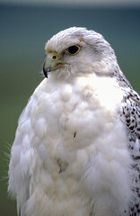 The Gyrfalcon is a regal white bird with black spotting, the birds occur in shades of white, gray, and dark brown. In North America, gray birds are more numerous than the other two morphs.