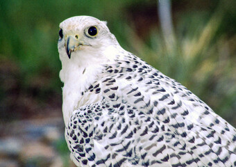The Gyrfalcon is a regal white bird with black spotting, the birds occur in shades of white, gray, and dark brown. In North America, gray birds are more numerous than the other two morphs.
