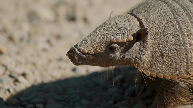 Closeup Of Head Of Dwarf Armadillo Foraging In Valdes Peninsula, Chubut, Argentina.