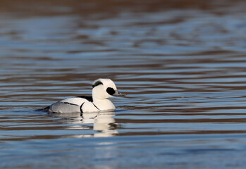 Smew