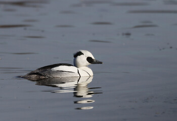 Smew