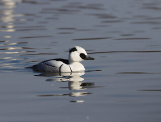 Smew