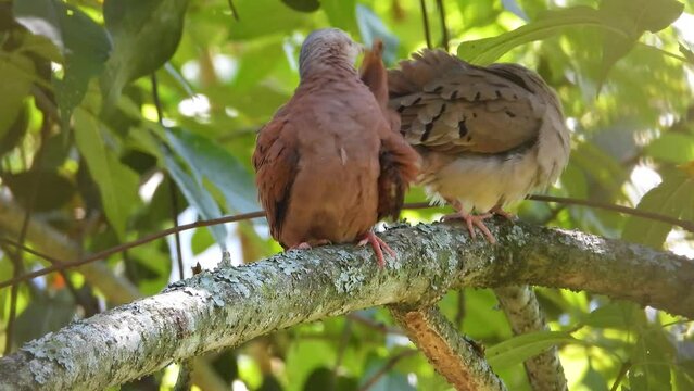 pair of male and female plain-breasted Columbina Ground doves in La Vega, Colombia