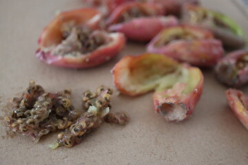 kaktus Opuncja macrorhiza opuntia 