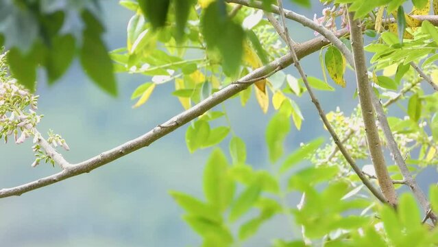 Orange-Chinned Parakeet in the jungle near Santa Marta, Magdalena, Colombia