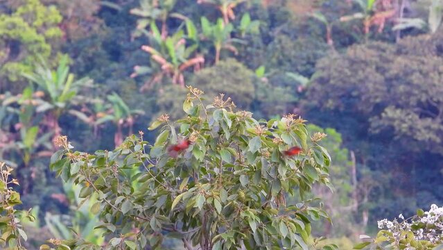 Crimson backed Tanager visible among the branches, Nevados National Park. Risaralda, Colombia