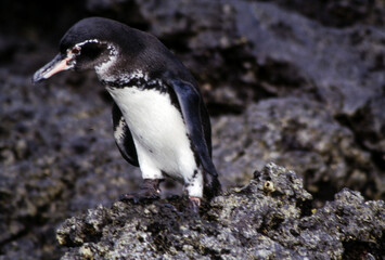 Penguins have short necks elongated body. Their tails are short, stiff, and wedge-shaped. Their legs and webbed feet are set far back on the body, which gives penguins their upright posture on land.