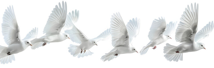 Obraz premium A group of flying white birds isolated on a white background.