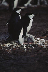 Obraz premium Penguins have short necks elongated body. Their tails are short, stiff, and wedge-shaped. Their legs and webbed feet are set far back on the body, which gives penguins their upright posture on land.