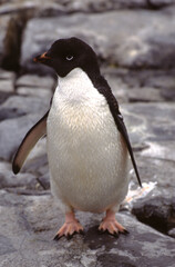 Penguins have short necks elongated body. Their tails are short, stiff, and wedge-shaped. Their legs and webbed feet are set far back on the body, which gives penguins their upright posture on land.