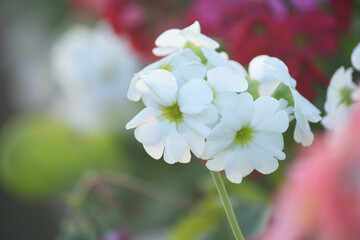 White Geranium flowers. Sunlight. Beautiful little flower of Geranium, Beautiful geranium in the...