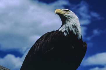 Bald Eagles have white heads and tails with dark brown bodies and wings. Their legs and bills are bright yellow. Young birds have dark heads and tails; their brown wings and bodies are mottled white.