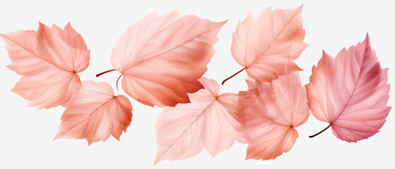 Png Set Isolated elements of dried viburnum leaves 