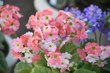 Pink Geranium flowers. Sunlight. Beautiful little flower of Geranium, Beautiful geranium in the exhibition of geraniums in Chakwal, Panjab, Pakistan