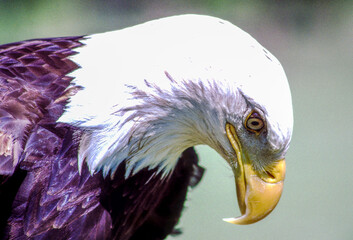 Bald Eagles have white heads and tails with dark brown bodies and wings. Their legs and bills are bright yellow. Young birds have dark heads and tails; their brown wings and bodies are mottled white.