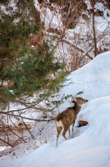 Deer in the Snow at Zion National Park in Utah