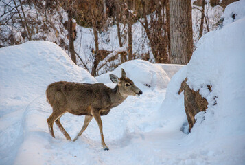 Deer in the Snow at Zion National Park in Utah
