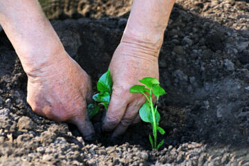 Woman planting seedlings. - 757787310