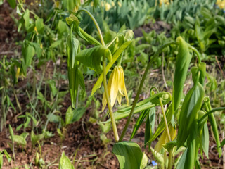 The perfoliate bellwort (Uvularia perfoliata) growing in the garden and producing pale yellow flowers with long tepals