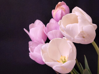 Pink tulips. Pink tulip flower on black background