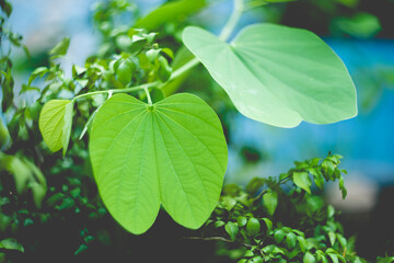 White background, Isolates.Close-up of purple flowering plant,abstract blur of colorful ribbon rainbow on ceiling background,Close-up of purple flowering plant