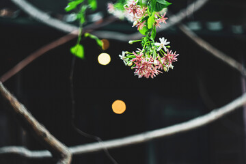 ,Pink and white Chinese honeysuckle with sunlight,Red and white flowers of Combretum indicum, known...