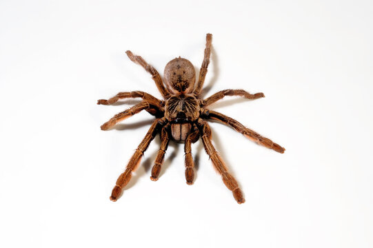 Vogelspinne // Tarantula (Augacephalus ezendami)